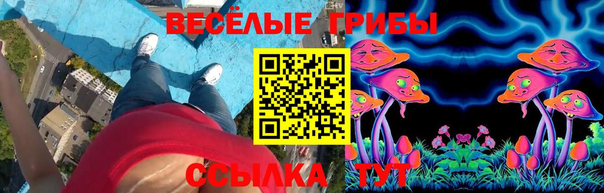 Псилоцибиновые грибы Psilocybe Омск